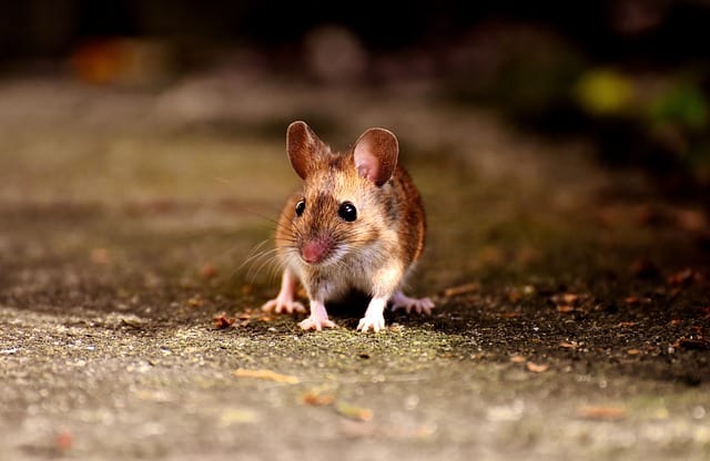 A substance from young blood created the effect of starvation in mice