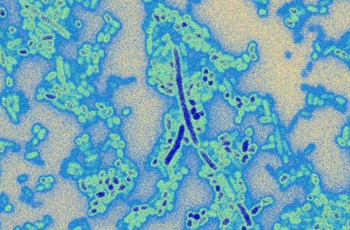 Bacteria 'hacked' the safety of their microbiome neighbors