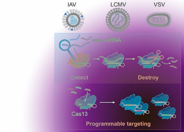 CRISPR etched on RNA viruses in human cells