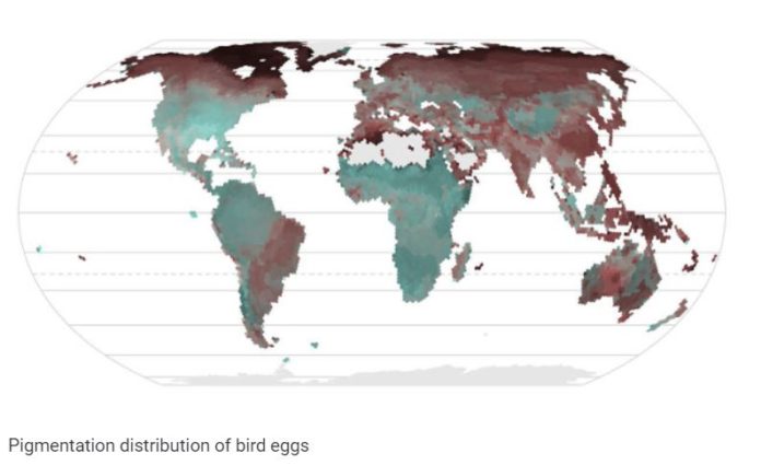 The color of bird eggs in cold climates is associated with thermoregulation