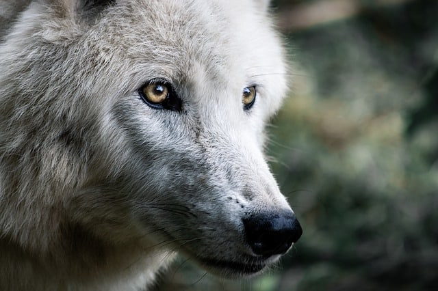 Artificial intelligence goes on the hunt for Wall Street wolves