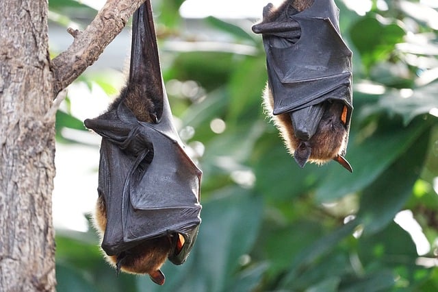 Bats turned out to be independent of their microbes