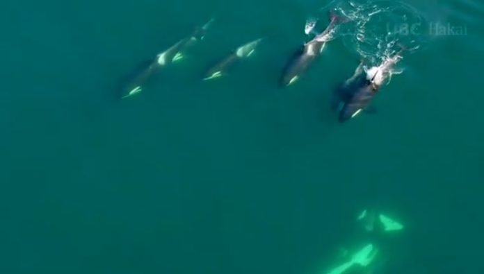 Drones helped see details of killer whale's privacy
