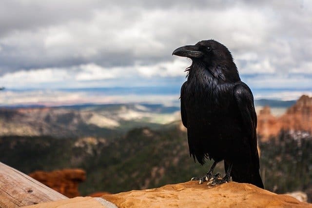 How sociable black crows protect themselves from parasites?
