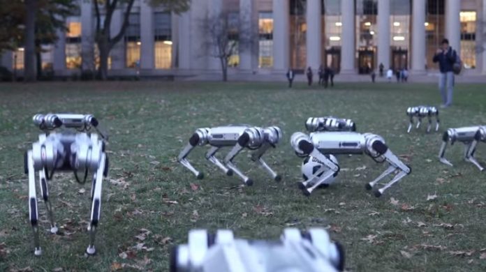 Mini Cheetah robots playing football and doing a synchronized back-flip
