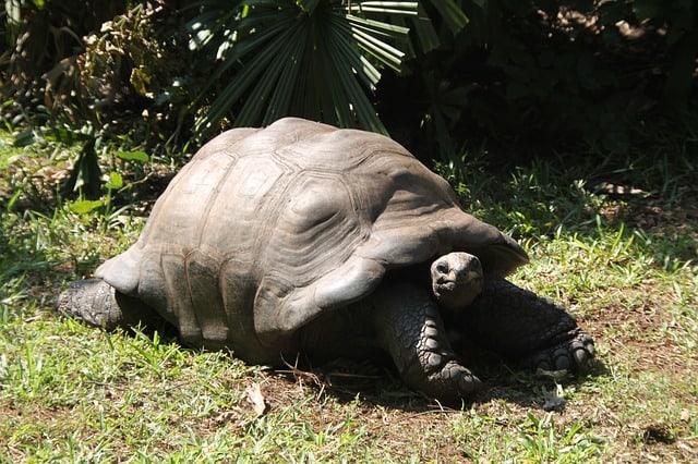 Scientists find the underestimated behavior of Giant land turtles