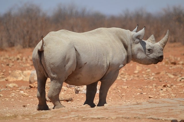 Scientists introduced a new recipe for creating an artificial rhino horn