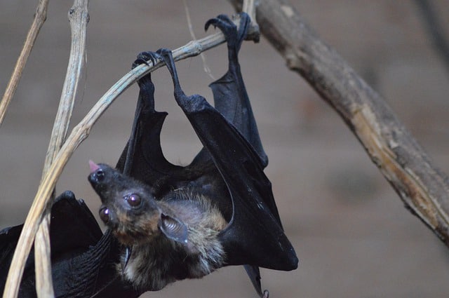 Traces of Ebola viruses found in the blood of Indian bat hunters