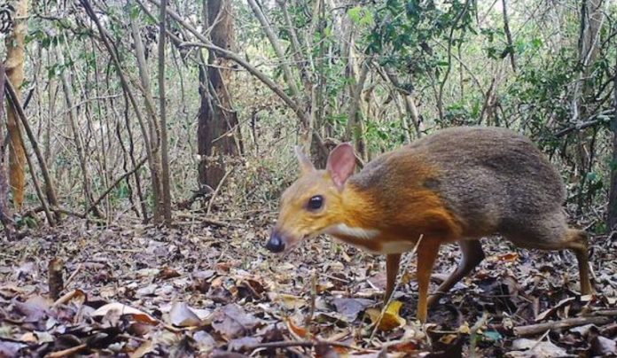 Zoologists rediscovered Vietnamese deer
