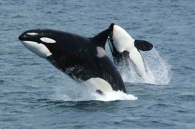 Biologists confirm the 'grandmother hypothesis' in killer whales