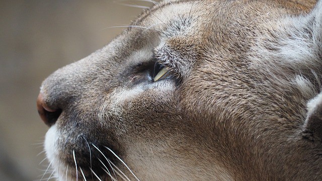 Californian cougars turn out to have three times more mercury than mainland