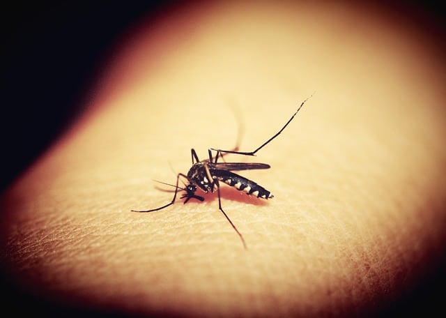 How some mosquitoes have already managed to become resistant to insecticides