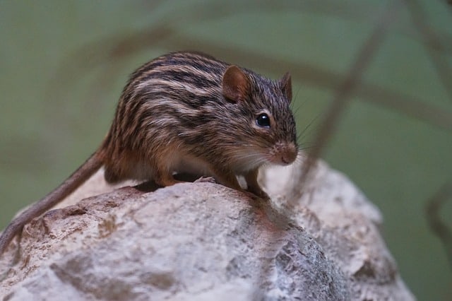 The change of season does not affect the attention and reaction rate of striped mice