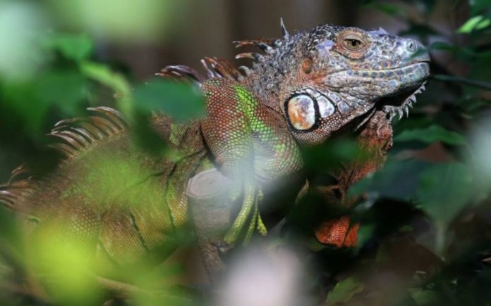 Meteorologists warn of possible rain of iguanas in Florida