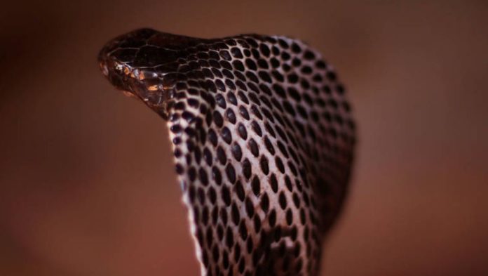 Scientists take the first step for an antidote against cobra sting