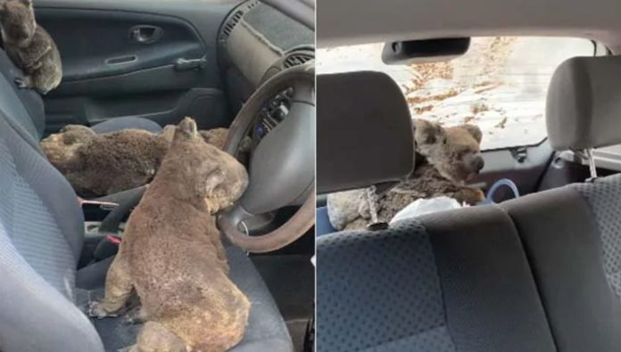 Two teenagers turn their car into an ambulance for koalas