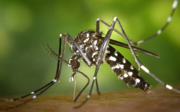 Science already knows how mosquitoes find us to bite us