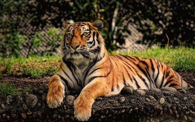 Coronavirus affects big cats: an infected tiger from a New York zoo