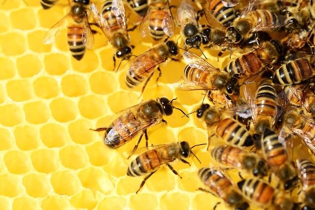 Deadly virus turns infected bees into Trojan horses so they can spread