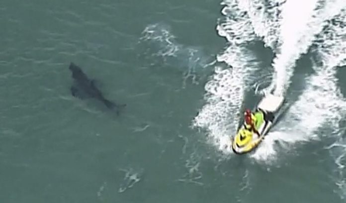 A surfer dies after a white shark attack in Australia
