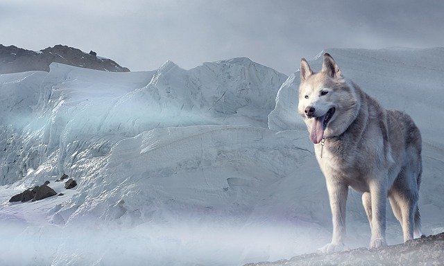 Sled dogs have a gene that makes them cold hardy and able to run