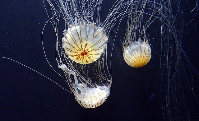 The mysterious venom of this giant jellyfish puzzles scientists
