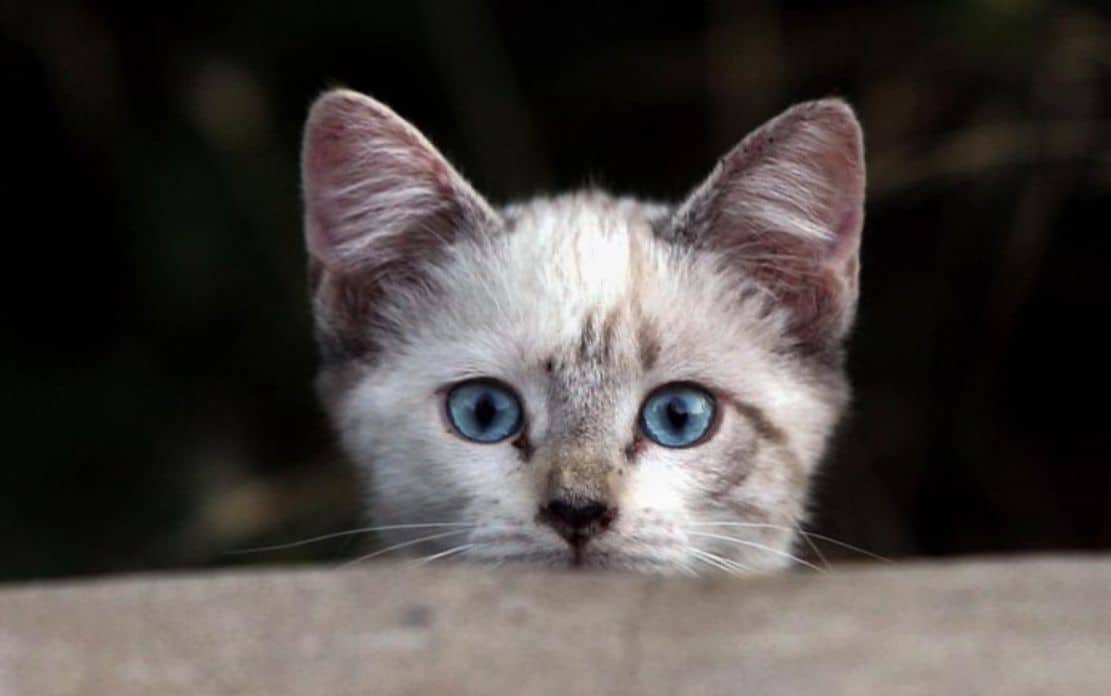A domestic cat tested positive for coronavirus in the UK
