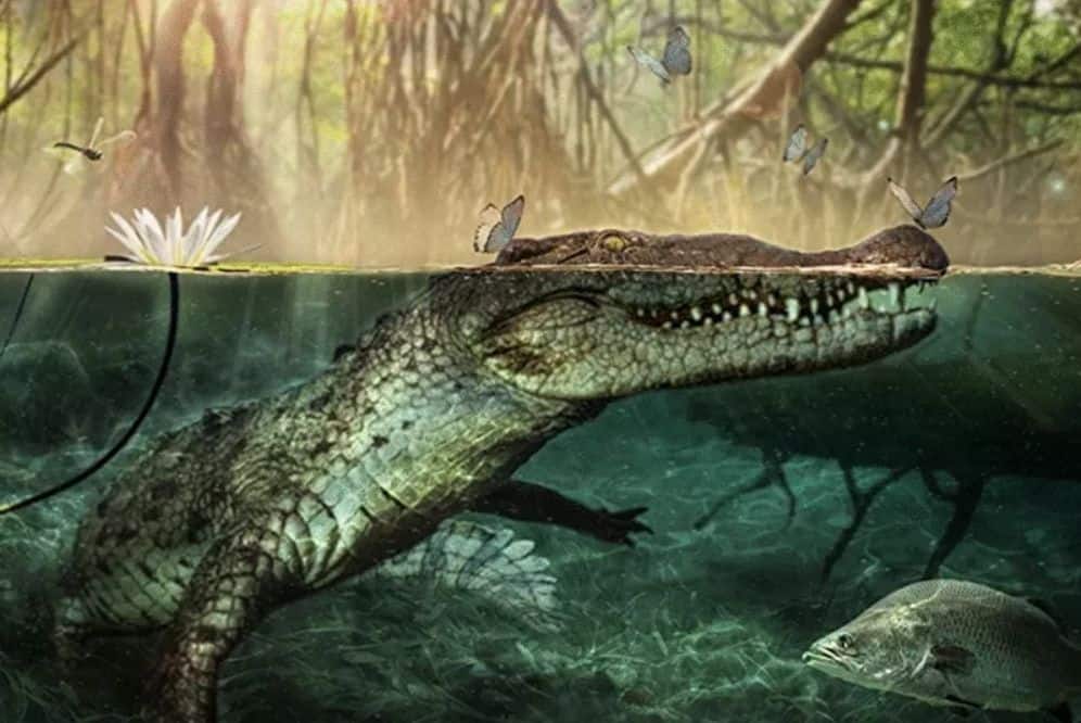 Italian researchers reveal the geographical origin of the crocodile and it's not South America