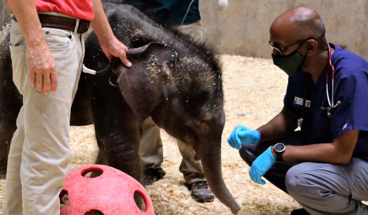 An elephant just 27 days old dies in the St. Louis Zoo in the United States