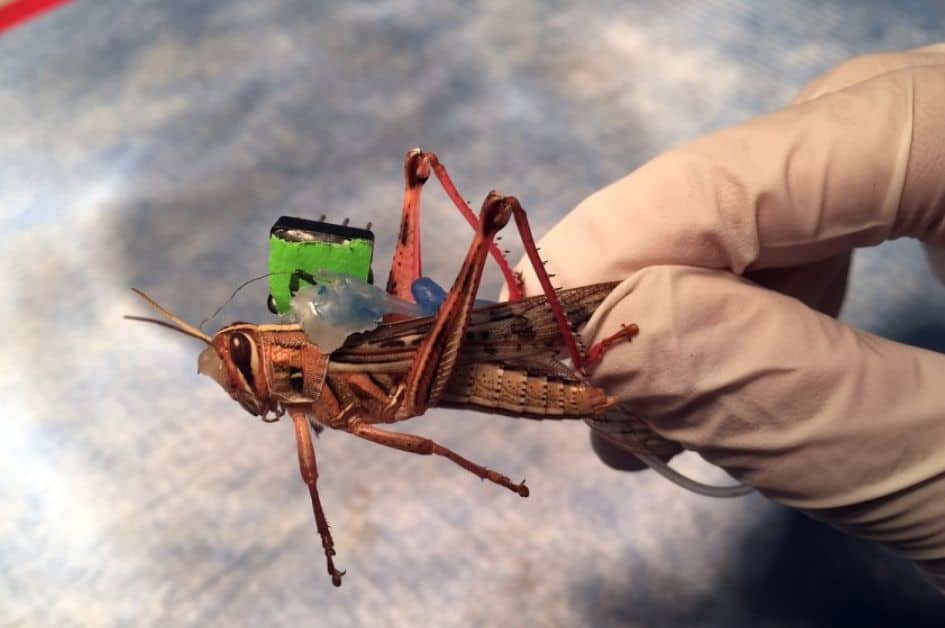 Better sense than dogs? US Navy seeks to use the American grasshopper to detect bombs