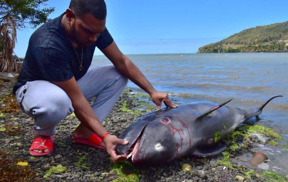 Heartbreaking video of a dolphin trying to save its calf from an oil spill