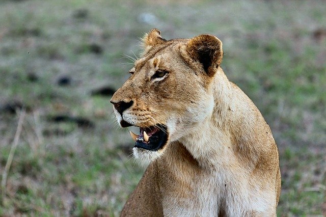 One against five: a lioness takes food from five cheetahs