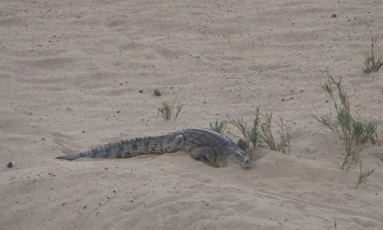 The tough confrontation between a crocodile and two monitor lizards for eggs