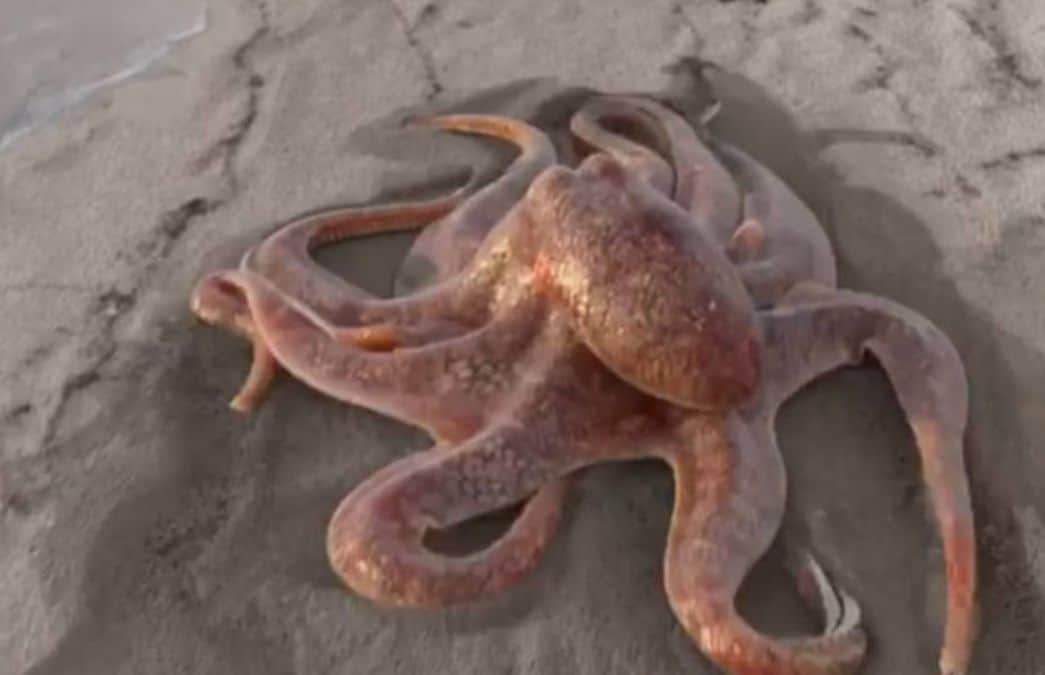 The viral story of the giant octopus strolling happily along a beach | Video