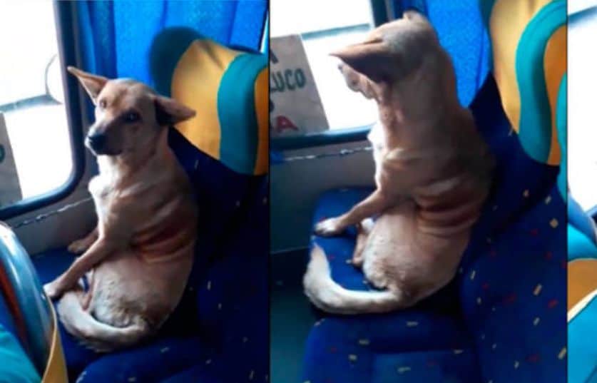 The viral video of a dog that got on a bus and sat like just another passenger