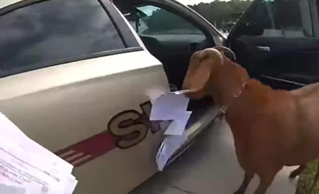 A goat invades a police car and chews official documents