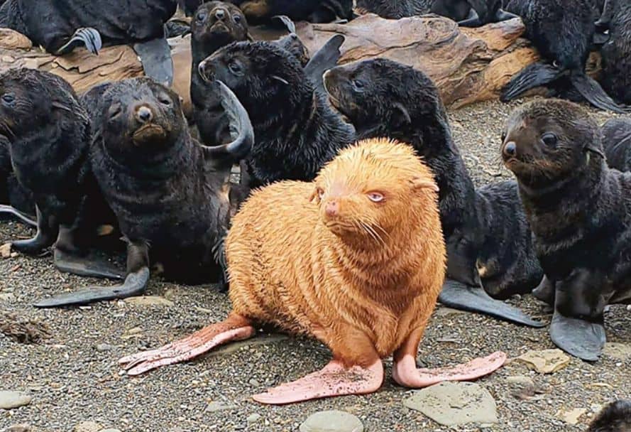 A rare red-haired and blue-eyed seal surprises biologists
