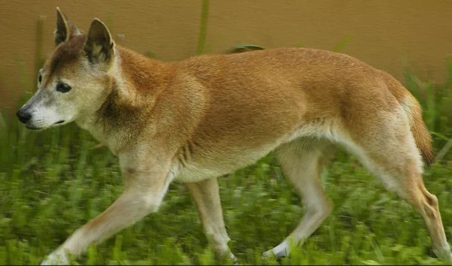 After five decade, a breed of singing dog, believed to be extinct in the wild, still exist
