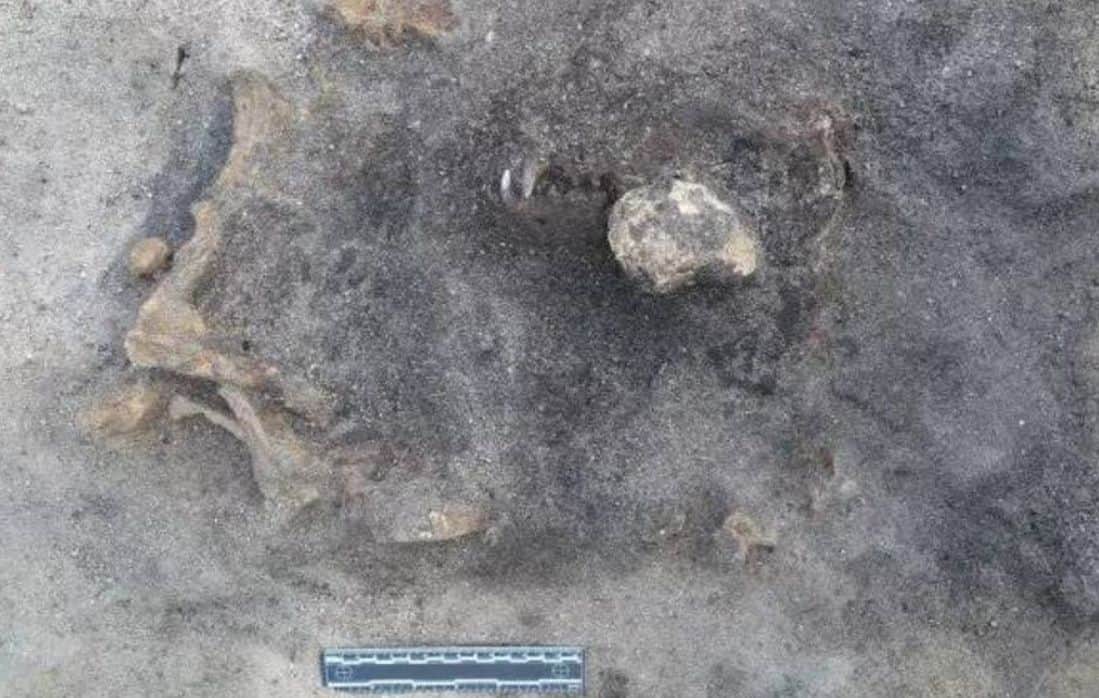 Archaeologists find the remains of a Stone Age dog buried next to his master 8,400 years ago