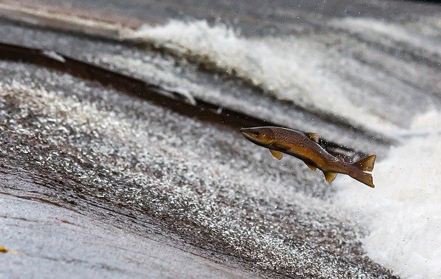 Beware of salmon: It can 
