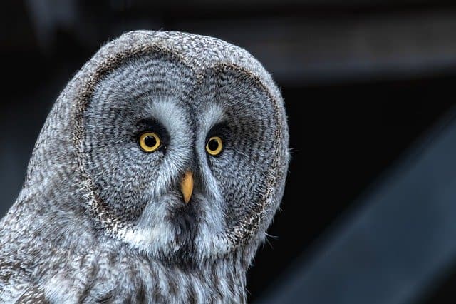 Discover an owl that… barks!