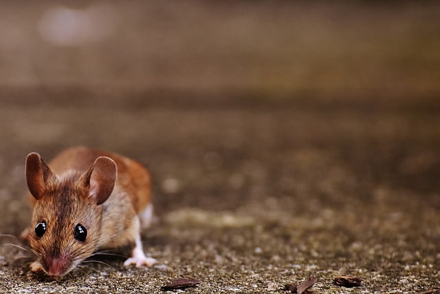Muscular mice will help astronauts and people with disabilities