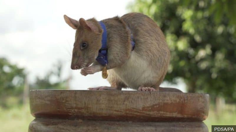 Rat awarded gold medal for its loyalty to duty