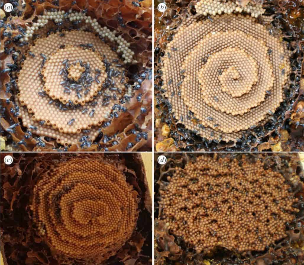 Tetragonula honeycombs showing (a) target patterns, (b) spiral, (c) double spirals, and (d) disordered terraces. IACT