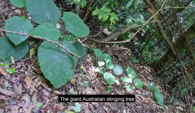 The Giant Australian Stinging tree that stings like a scorpion
