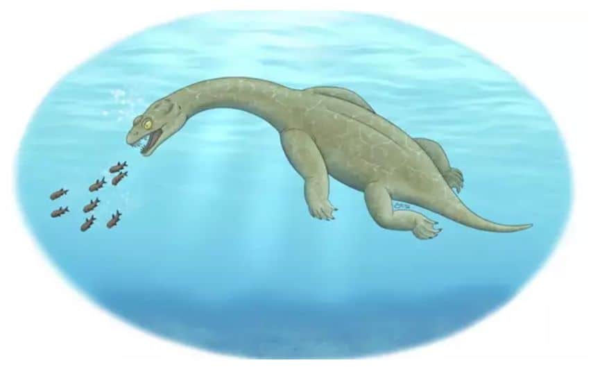 An ancient marine predator had a built-in float