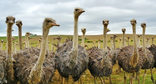 An ostrich joins a cycling race