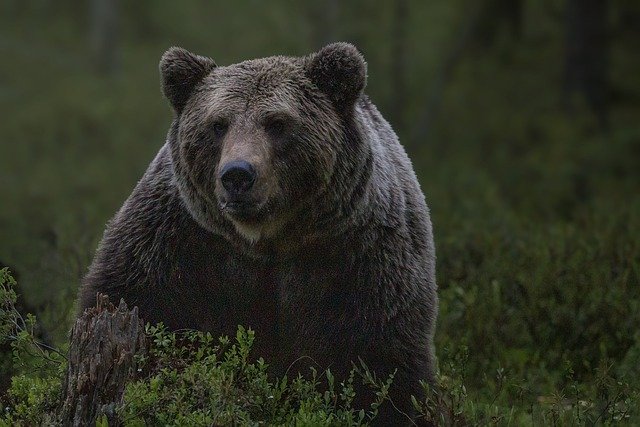Bear attacks on humans on the rise in Japan