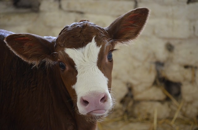 Cows also prefer face-to-face communication