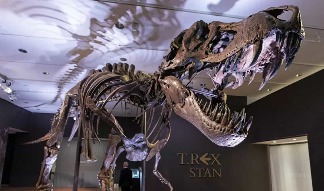Golden bones? The T-Rex Stan was auctioned for a record price